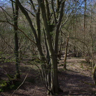 General overview of the open woodland looking back towards the Trenches.